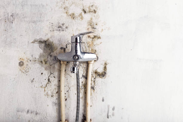 Best Same-Day Mold Removal  in Stevensville, MD