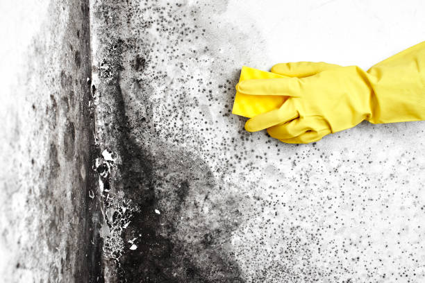 Best Toxic Mold Removal  in Stevensville, MD
