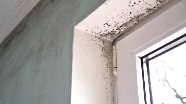 Office Mold Removal Services in Stevensville, MD