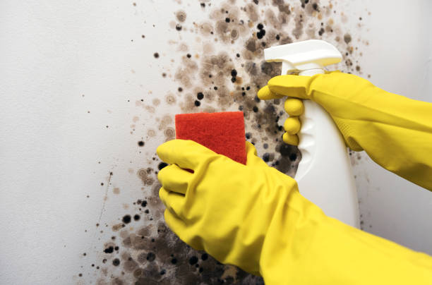 Best Home Mold Removal  in Stevensville, MD