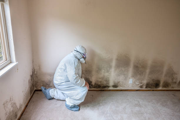 Office Mold Removal Services in Stevensville, MD