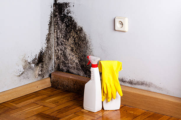 Mold Removal and Inspection in Stevensville, MD